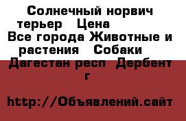 Солнечный норвич терьер › Цена ­ 35 000 - Все города Животные и растения » Собаки   . Дагестан респ.,Дербент г.